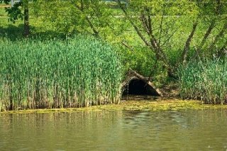 stream with a drainage pipe surrounded by reeds