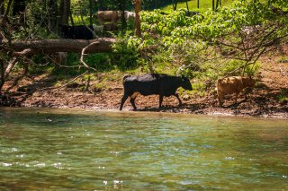 Cows walking near a river