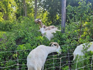 Four goats eating weeds and bushes behind a fence.