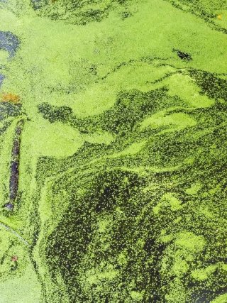 A harmful algal bloom in a lake.