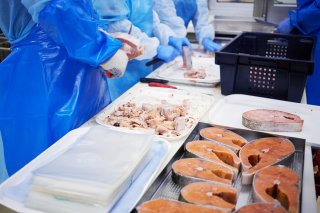 Workers process pieces of salmon in a factory assembly line.