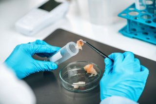 Laboratory technician placing fish sample into test tube for examination.