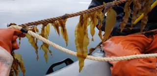 Kelp farming in the Native Village of Eyak, a coastal community in the Prince William Sound, Alaska.