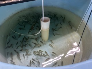 The mummichog are used in experiments to look at the effects and molecular mechanisms of PFAS exposure during fish development and reproduction.