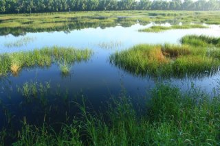 a photo of a wetland, with a lot of water and vegetation