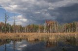 New England salt marsh