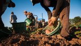 farmworker in the field