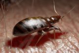 Close-up of a bed bug